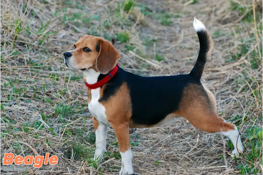 Male beagle standing alert in grassy field, showcasing breed's characteristic tri-colored coat and muscular build