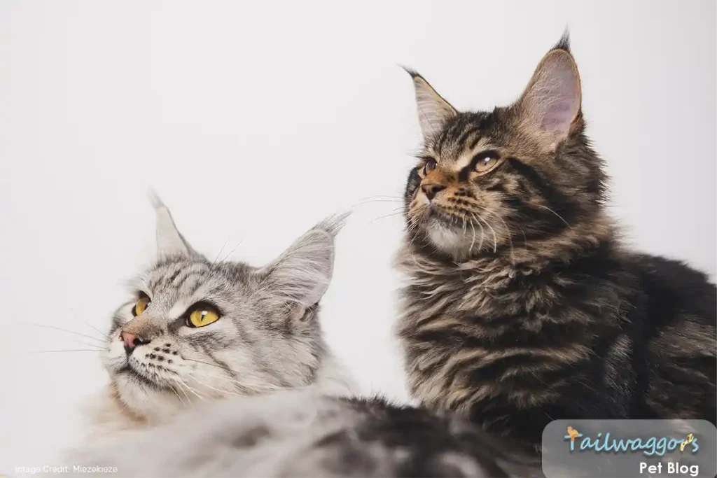 Two adorable Maine Coon cats sitting together, highlighting their impressive size, fluffy tails, and charming expressions
