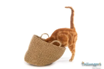 A curious cat inside an empty shopping basket, peeking and searching around.