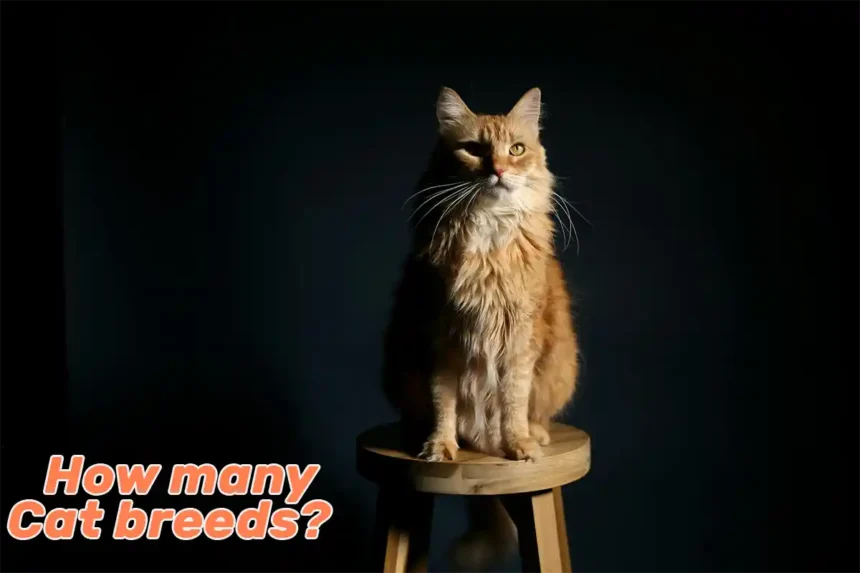 Domestic long-haired ginger cat sitting on a wooden chair, looking directly at the camera in a studio setting with a black background.
