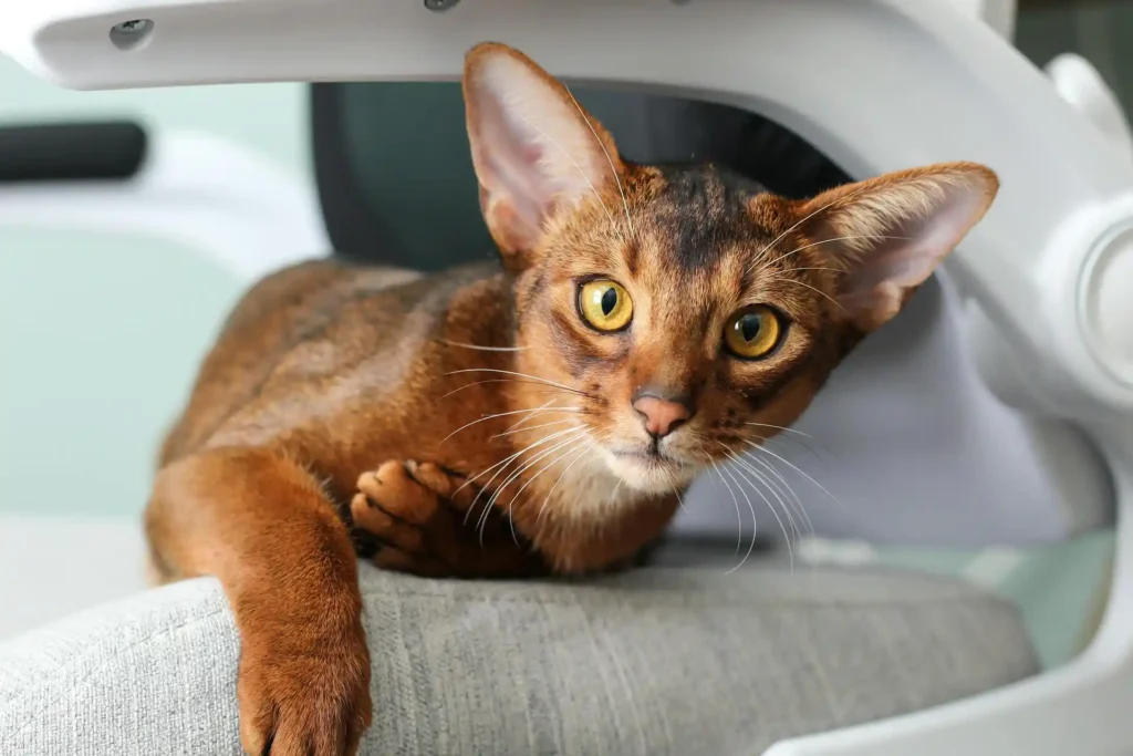 A playful Abyssinian cat sitting on an office chair, showcasing its curious and active personality.