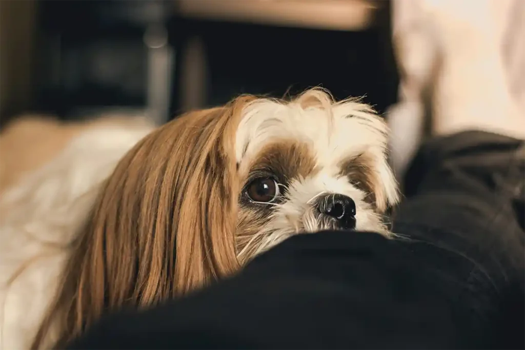 A Shih Tzu resting its head on its owner's lap while lying on a bed, symbolizing the close bond between pet and owner and the importance of health.