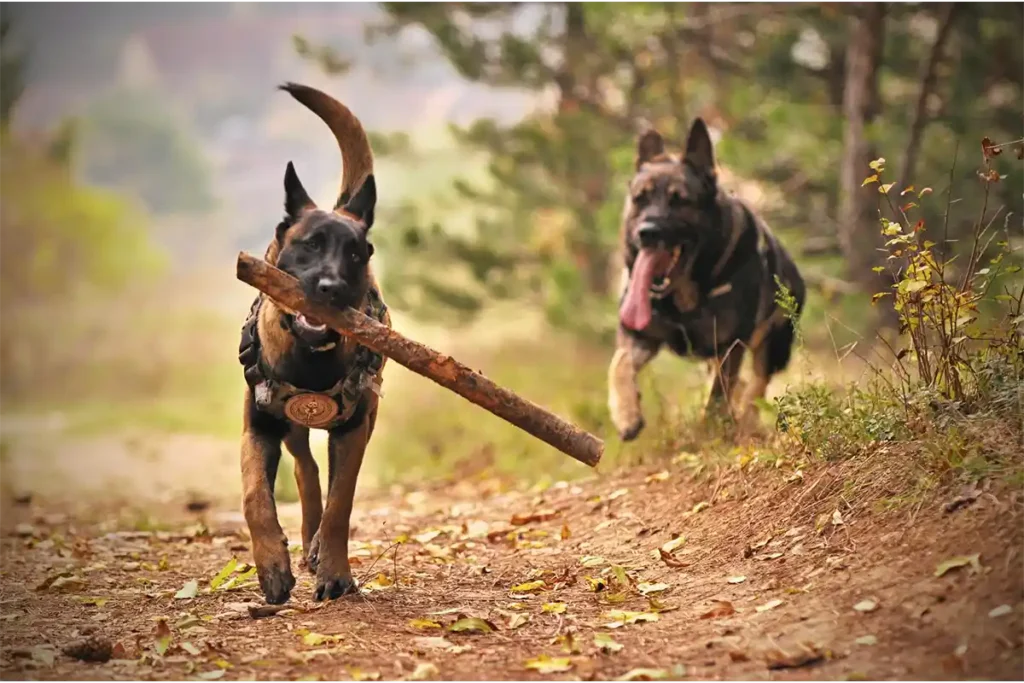 Two German Shepherds hiking on forest trail, younger dog carrying log while older dog follows, both wearing durable harnesses during their active outdoor adventure