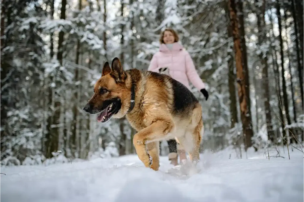 Woman in pink jacket walking German Shepherd in winter weather, demonstrating the breed's weather-resistant coat and enjoyment of outdoor activities year-round.