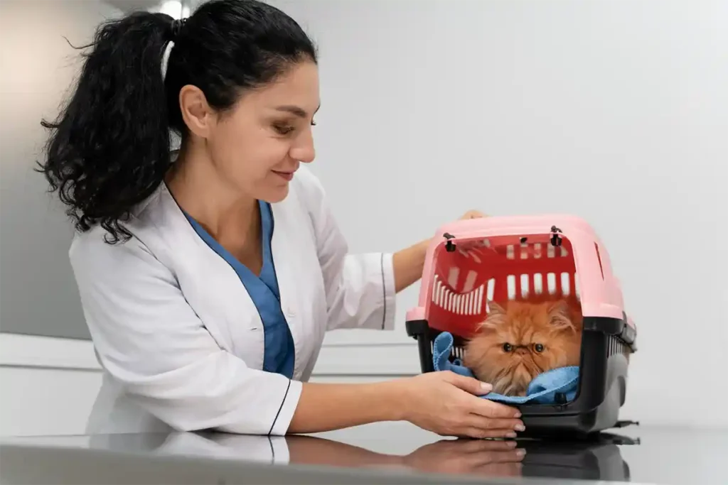 veterinarian opening a cat carrier to gently take the cat out, demonstrating a practiced cat emergency protocol during a vet visit.