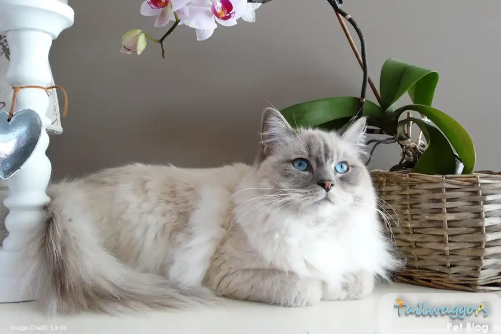 A beautiful Ragdoll cat lying calmly between potplants, showcasing its relaxed demeanor and striking blue eyes.