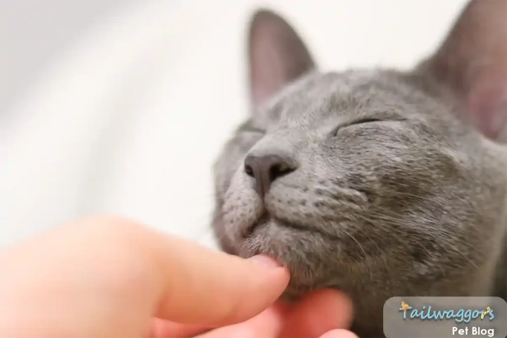 A cute Russian Blue cat with closed eyes, savoring a chin rub from its owner, highlighting its elegant gray coat and calm demeanor.