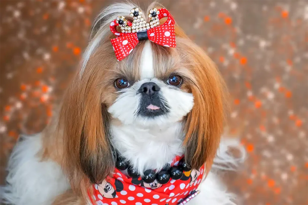 An adorable Shih Tzu with a well-groomed coat, a bow in its hair, and a cozy beanie around its neck.