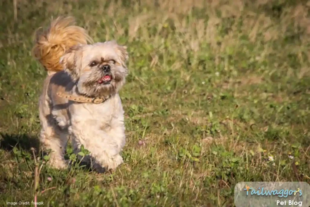 A white Shih Tzu with a healthy body condition score (BCS) running outside while wearing a walking harness.