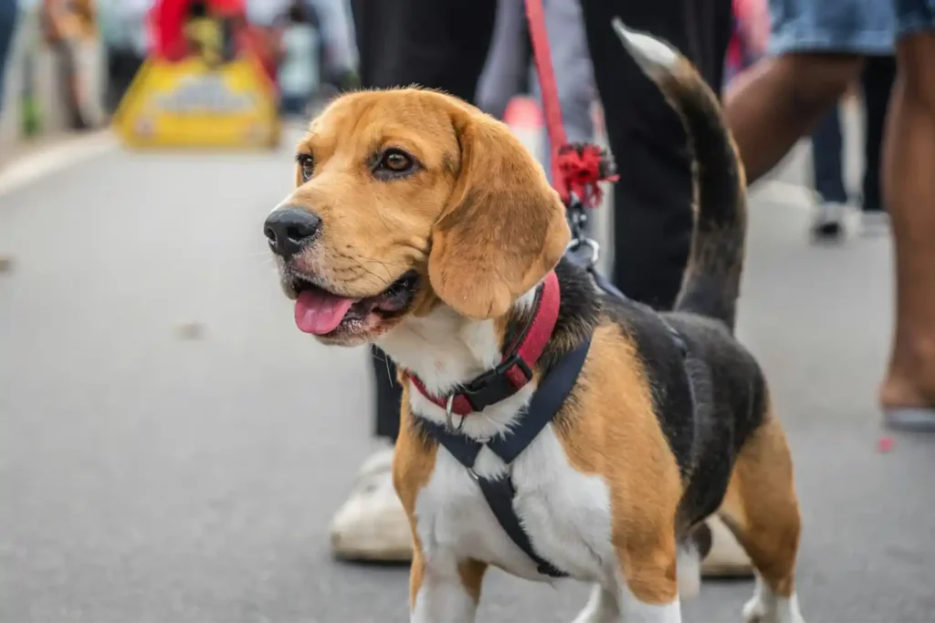 Beagle and owner navigating a busy Indian market together, demonstrating the breed's adaptable and sociable personality in crowded environments