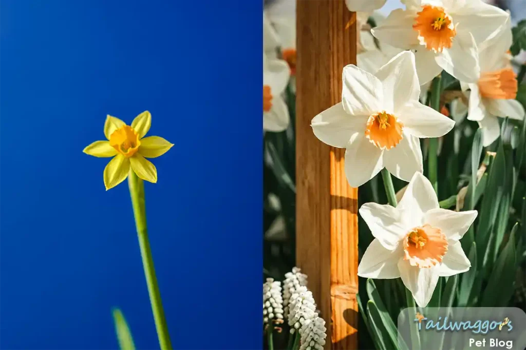 A collection of Amaryllidaceae family plants, including daffodils and amaryllis, known to be toxic to cats.