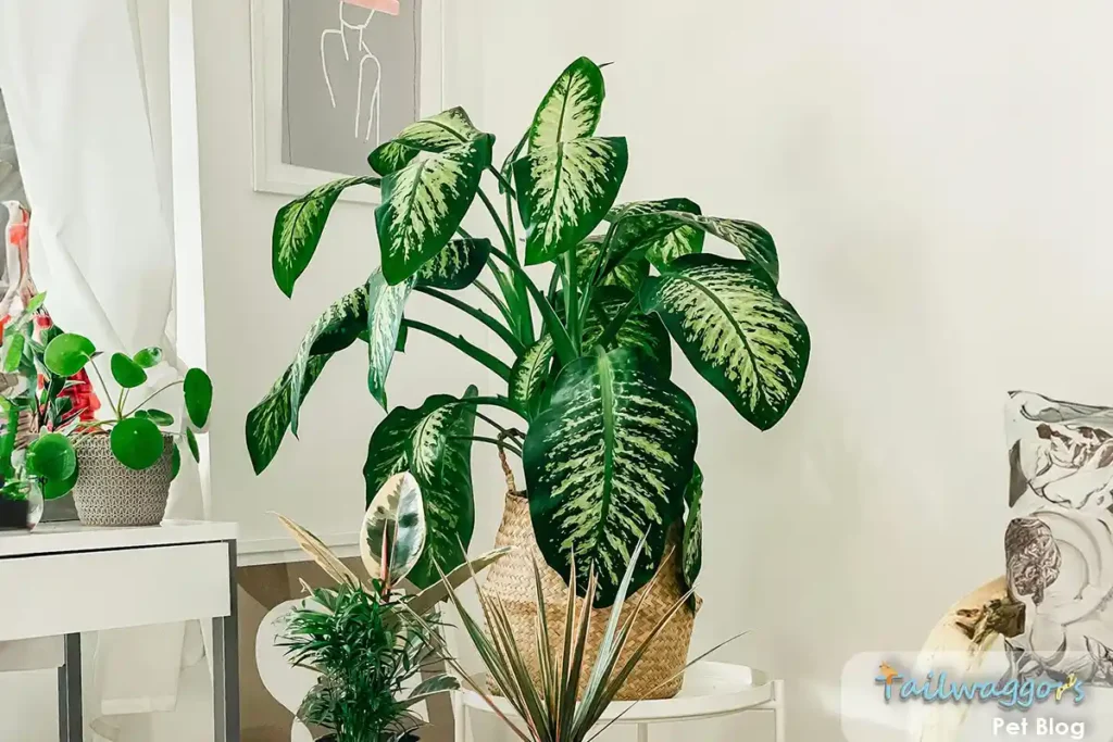 A Dieffenbachia plant with large, variegated green and white leaves, known to be toxic to cats.