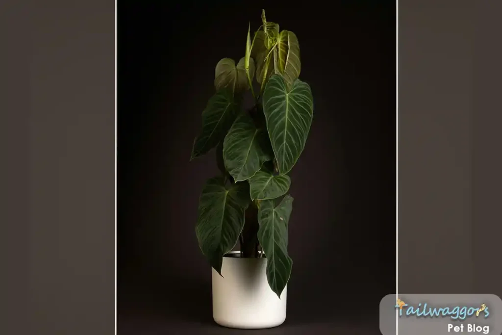 A Philodendron plant with lush green, heart-shaped leaves, known to be toxic to cats."