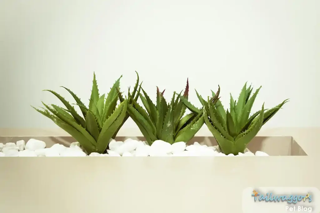An Aloe Vera plant with thick, spiky leaves, known to be toxic to cats if ingested.