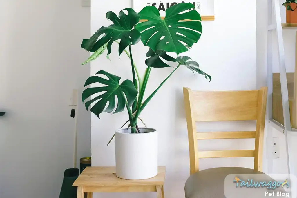 A Monstera deliciosa plant with its characteristic split leaves, known to be toxic to cats.