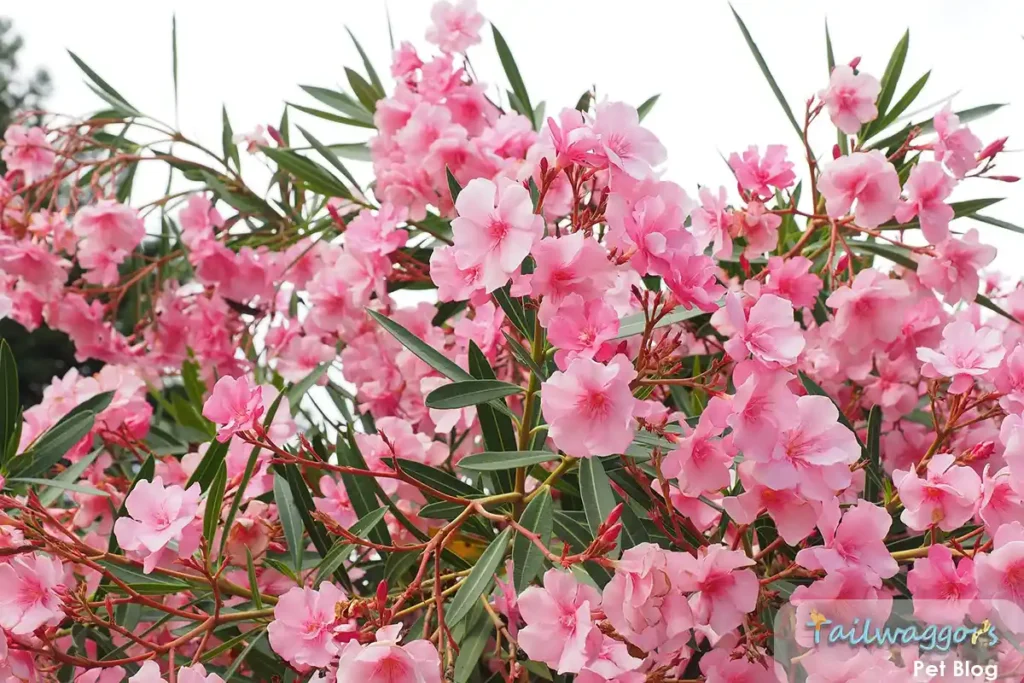 A Nerium oleander plant in bloom, showcasing its vibrant pink flowers, which are toxic to cats.