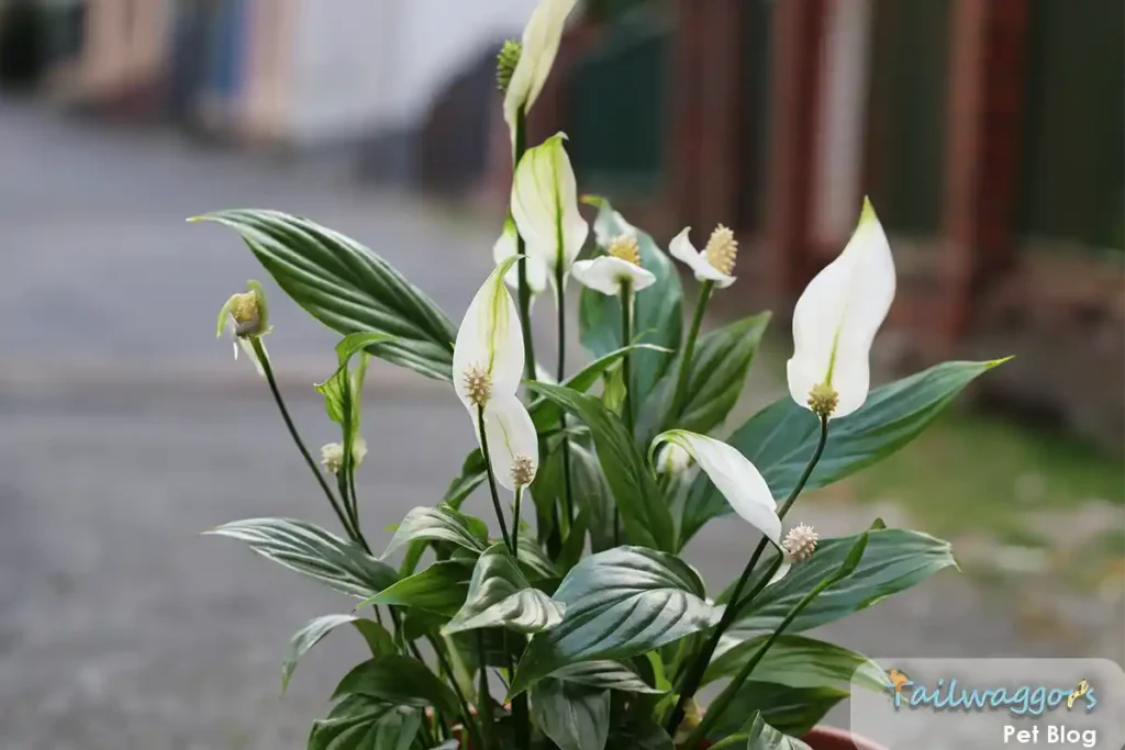 A Peace Lily (Spathiphyllum) with its elegant white blooms and dark green leaves, known to be toxic to cats.