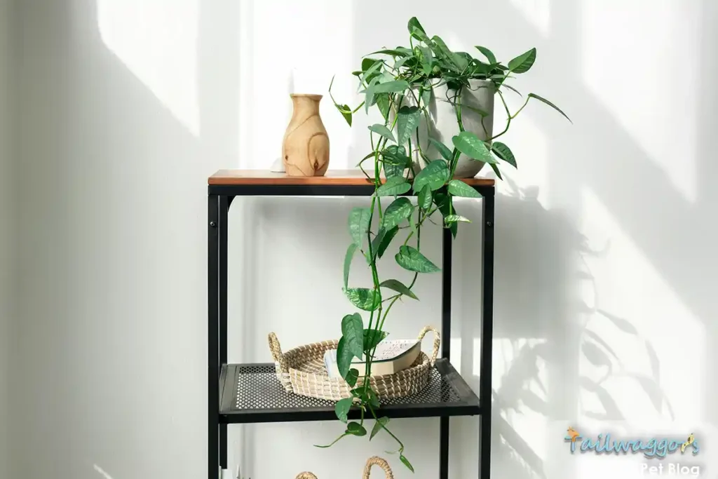 A Pothos plant (Epipremnum aureum) with its trailing vines and heart-shaped leaves, known to be toxic to cats.