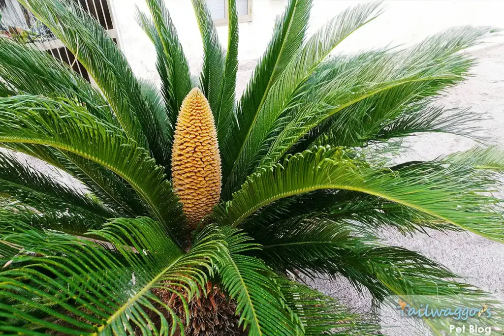 Close-up of a Sago Palm (Cycas revoluta), a plant toxic to cats, with its distinctive feathery leaves.