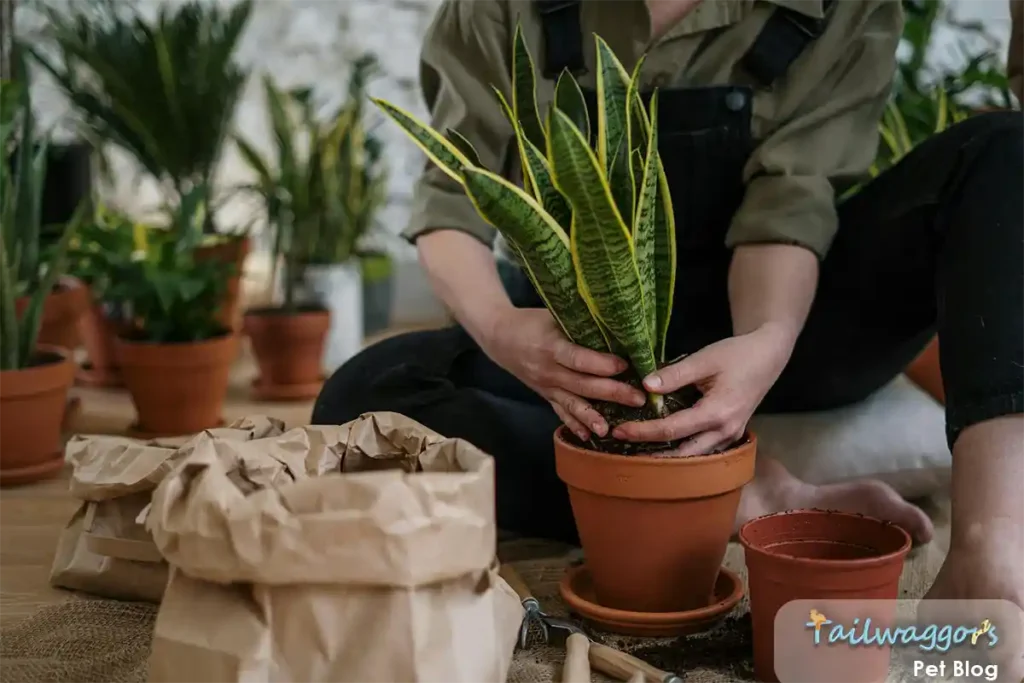 A Snake Plant (Sansevieria trifasciata) with its upright, sword-shaped leaves, known to be toxic to cats.