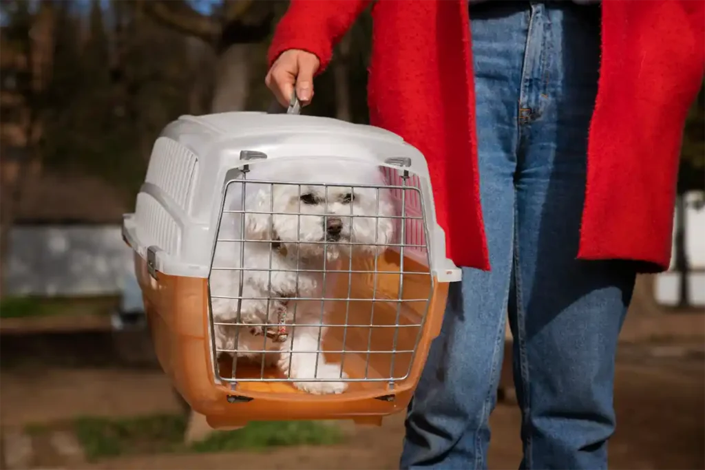 Owner carrying a dog in a hard-sided pet carrier
