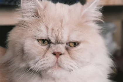 Close-up of a Persian cat’s face showing tear stains, used to illustrate the importance of proper tear stain management.