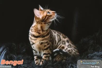 Bengal cat with distinctive spotted coat sitting alertly on black blanket in studio setting