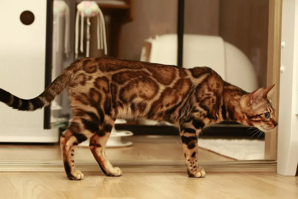 Sparbled Bengal cat displaying combination of spotted and marbled coat patterns, reflected in mirror showing dual pattern effect