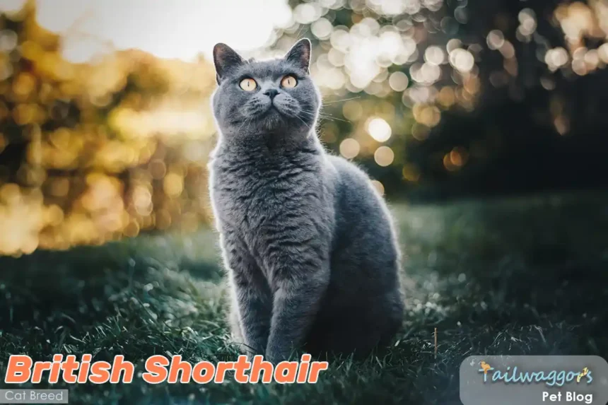 A British Shorthair cat with plush grey coat sitting alertly on green grass, displaying the breed's characteristic round face and stocky build while making eye contact with the camera