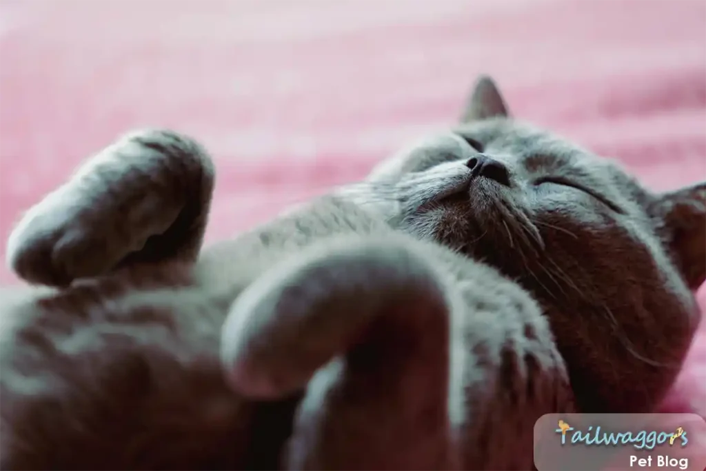 A British Shorthair cat sleeping soundly on a pink blanket with paws folded in the air, showcasing their plush coat and relaxed nature that comes from proper care