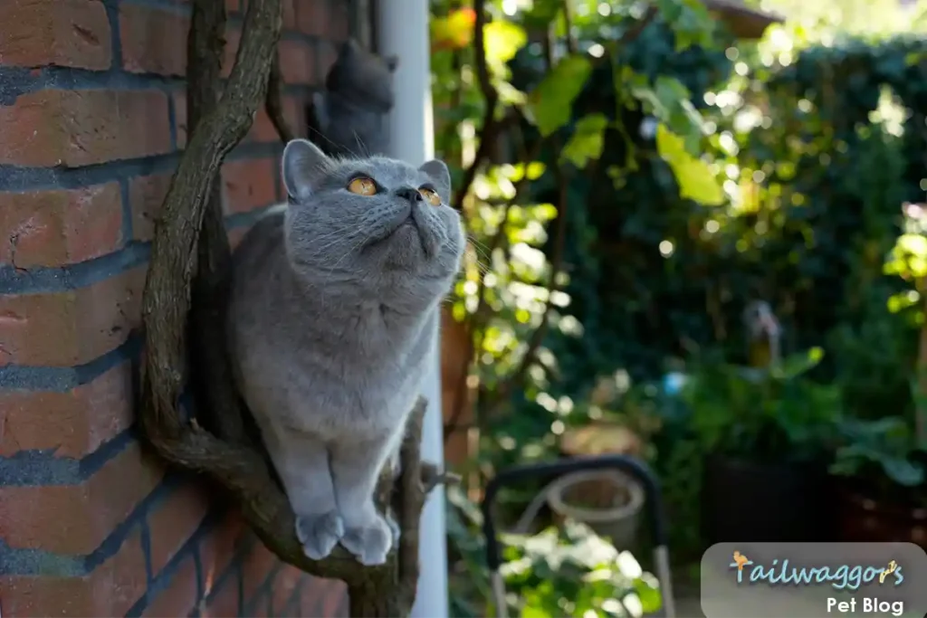 A British Shorthair cat perched on a hanging plant branch outside, looking up at birds with characteristic calm interest, demonstrating their need for enrichment and outdoor viewing spaces.