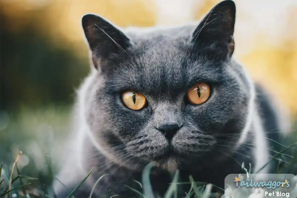 A British Shorthair cat with its distinctive round face and dense coat lying regally on grass, demonstrating the breed's classical appearance that has remained consistent since its formal recognition