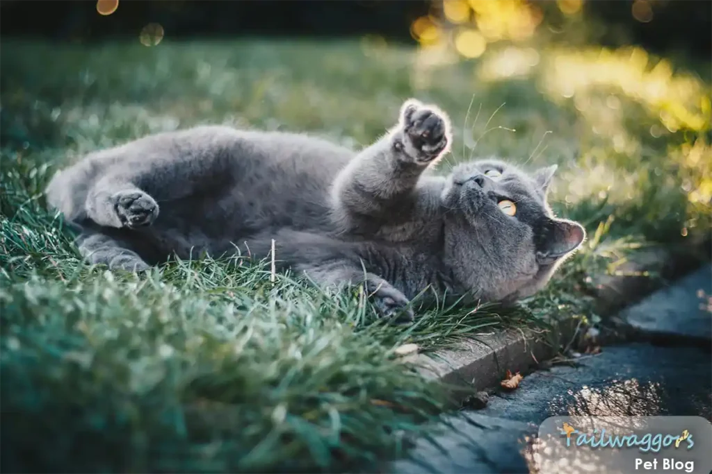 A British Shorthair cat playfully lying on its back in a garden setting while interacting with their owner, showing their moderate energy level and affectionate nature