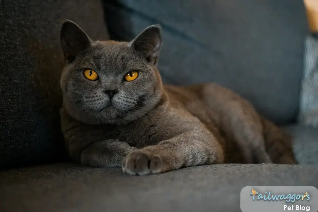 A British Shorthair cat resting on a couch with striking yellow eyes gazing peacefully at the camera, demonstrating the breed's calm and attentive demeanor
