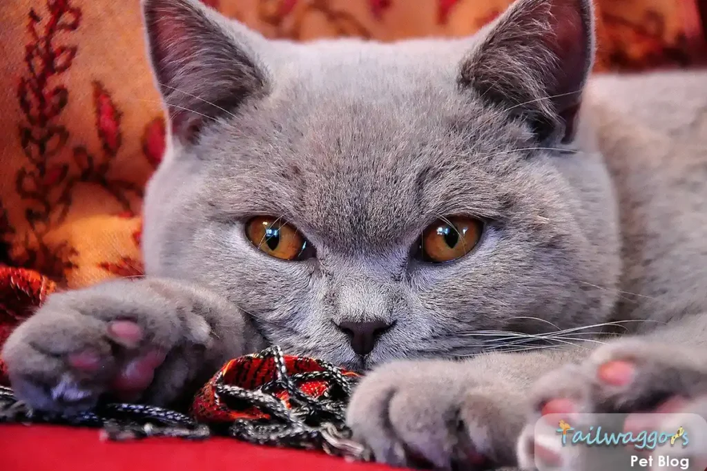 A British Shorthair cat sleeping on a red blanket, displaying the relaxed posture and contentment characteristic of a healthy, well-cared-for cat