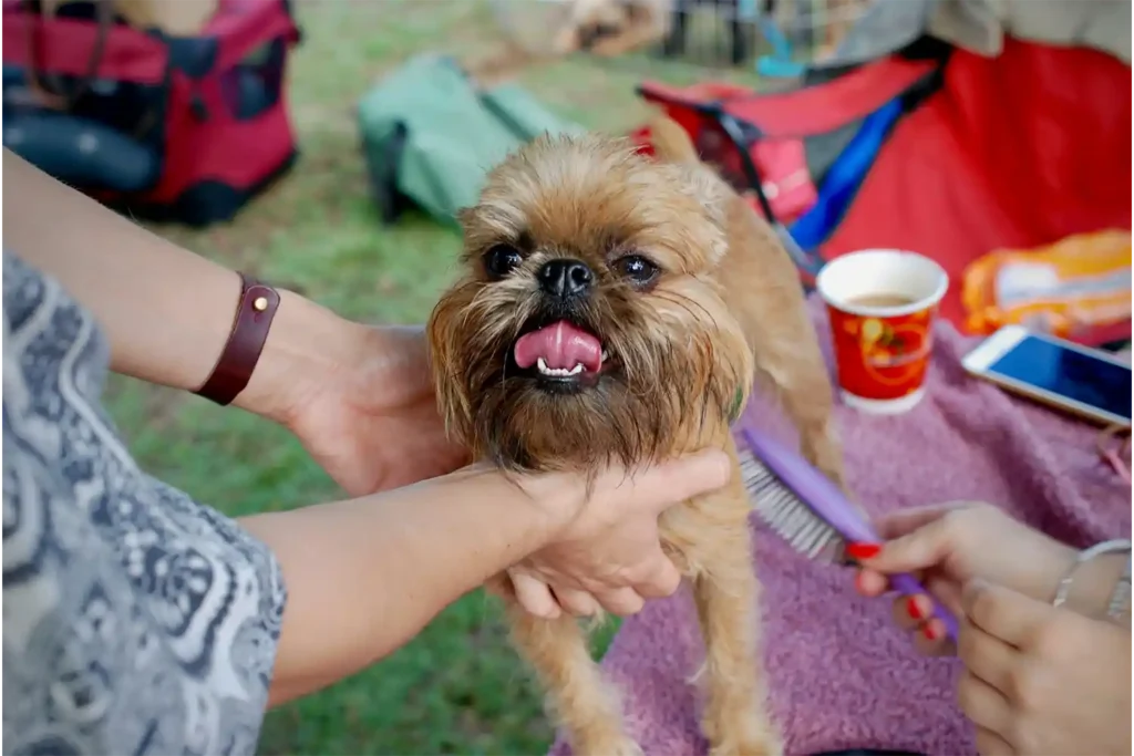 Brussels Griffon blissfully enjoying grooming, eyes nearly closed in pure contentment