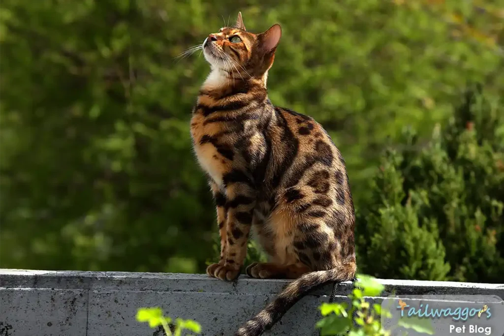 Brown spotted Bengal cat perched on wall, sunlit coat showing rosette pattern inherited from Asian Leopard Cat ancestry