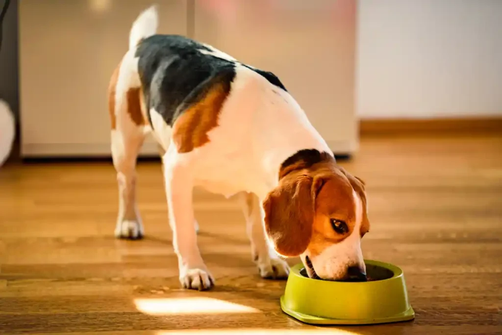 Adult Beagle eating food in a kitchen after transitioning from puppy to adult dog food.