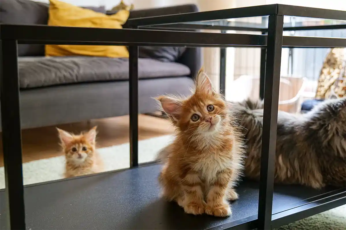 Maine Coon kittens sitting together in a living room