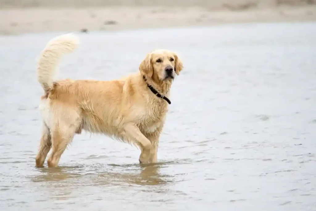 Male Golden Retriever standing in a pond, looking at owner