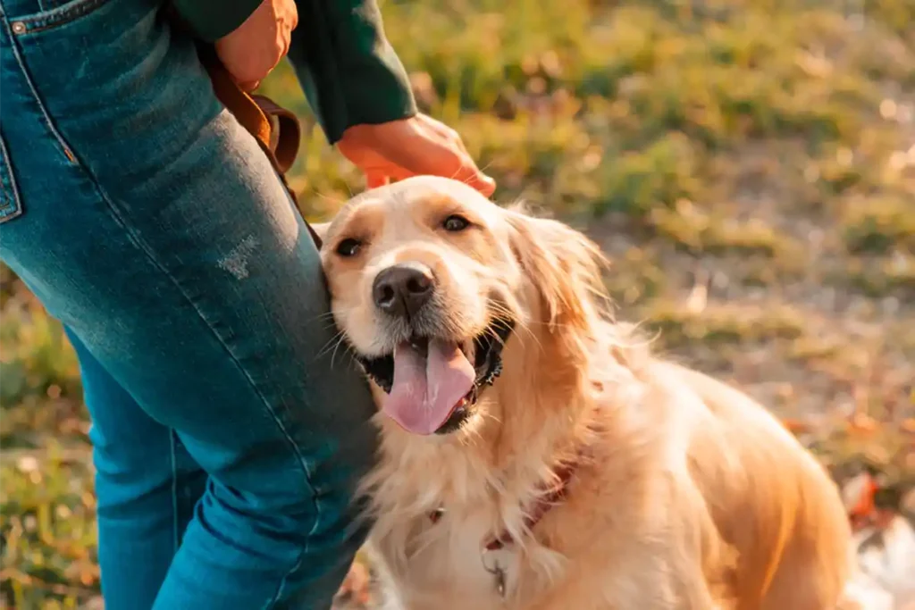 Golden Retriever sitting affectionately against owner's leg