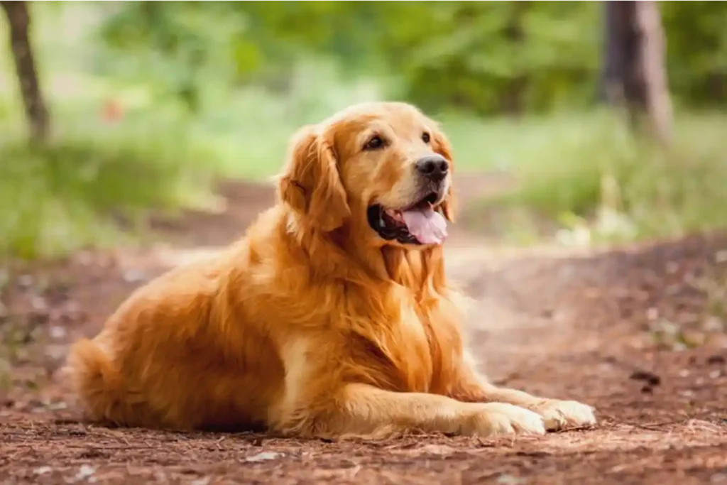 Senior Golden Retriever resting on outdoor hiking trail, looking at camera