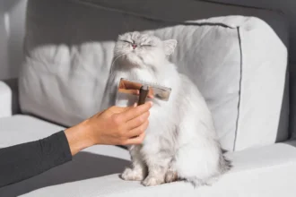 Image Credit: Creative Cat Studio, Shutterstock