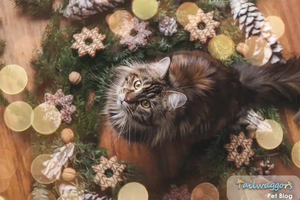 Alt Text:
"Dark tabby Maine Coon cat interacting with owner among holiday decorations, demonstrating the breed's engaging and loyal personality that makes them worth the investment