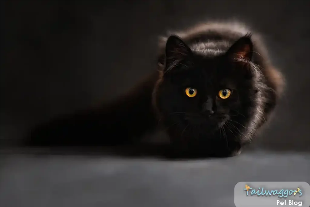 "Black Maine Coon cat in playful posture against grey backdrop, demonstrating the breed's engaging personality while answering common questions about their characteristics