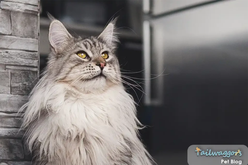 Friendly Maine Coon cat displaying typical social behavior, sitting alertly by kitchen wall near refrigerator, showcasing their natural tendency to follow family members around the house