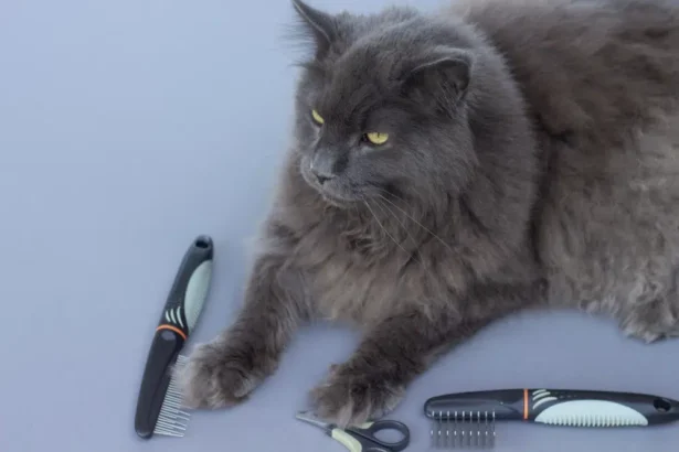 Grey Maine Coon cat sitting among professional grooming tools and equipment