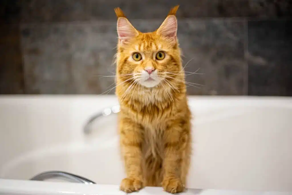 Ginger Maine Coon cat standing in bathtub, looking directly at camera