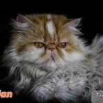 Ginger and white Persian cat lounging elegantly on black background, showcasing luxurious long coat and distinctive flat face