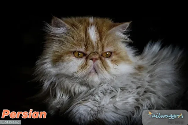 Ginger and white Persian cat lounging elegantly on black background, showcasing luxurious long coat and distinctive flat face